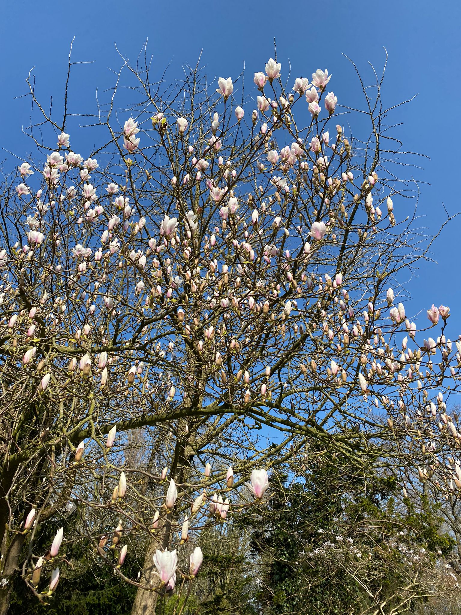 Magnolia boom Landgoed 't Hart Zorg